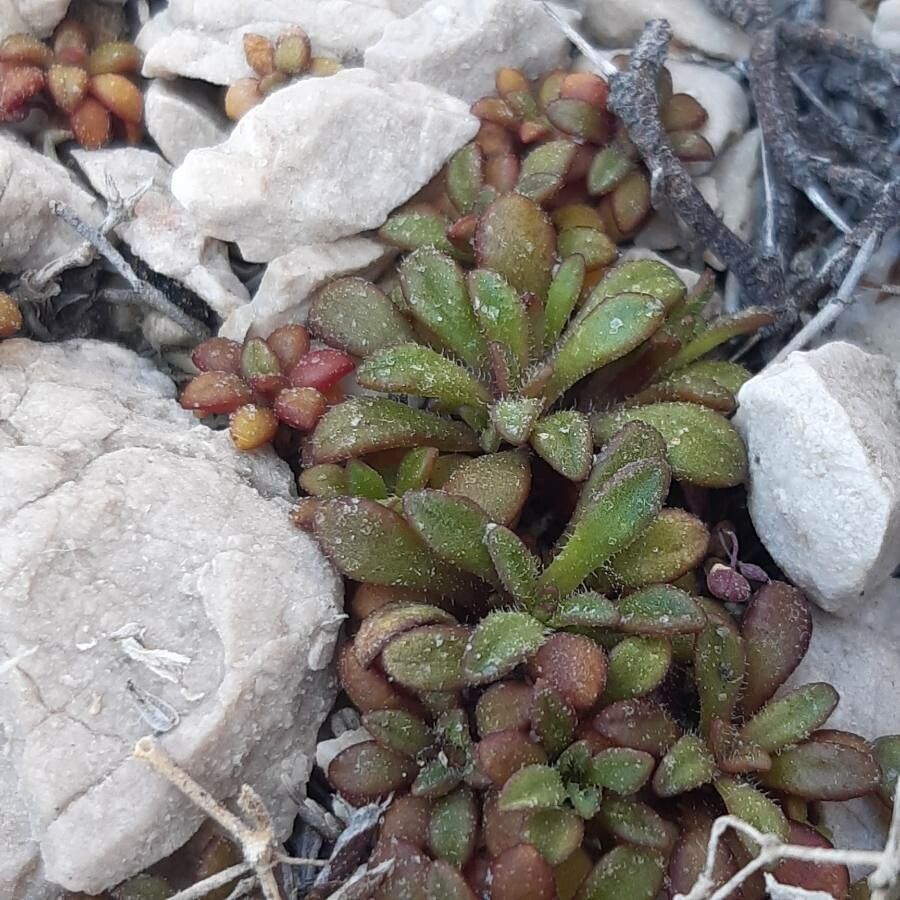 Silene sedoides leaf