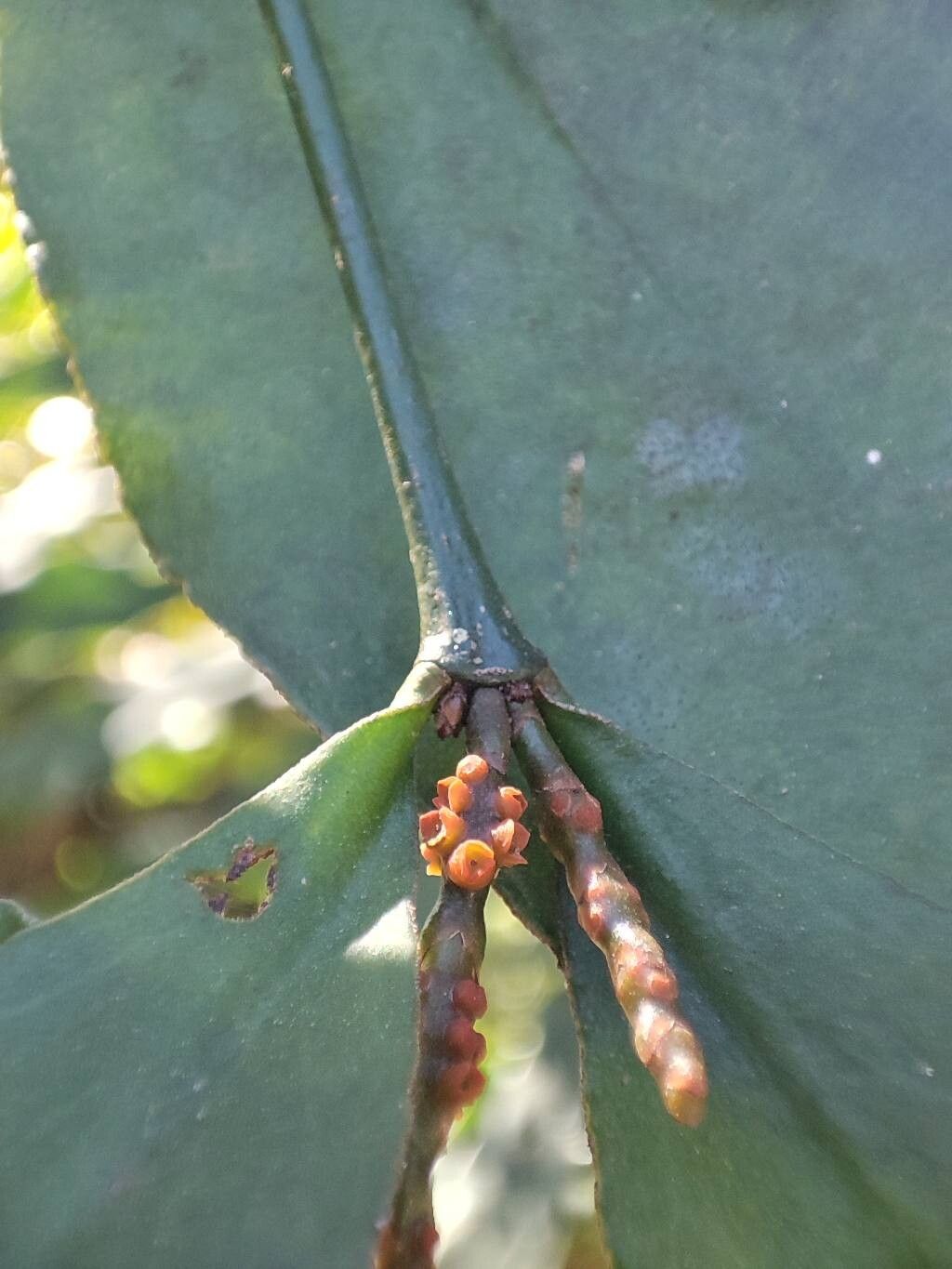 Phoradendron crassifolium flower