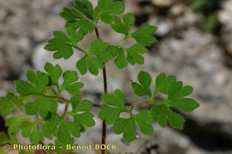 Saxifraga bourgaeana other