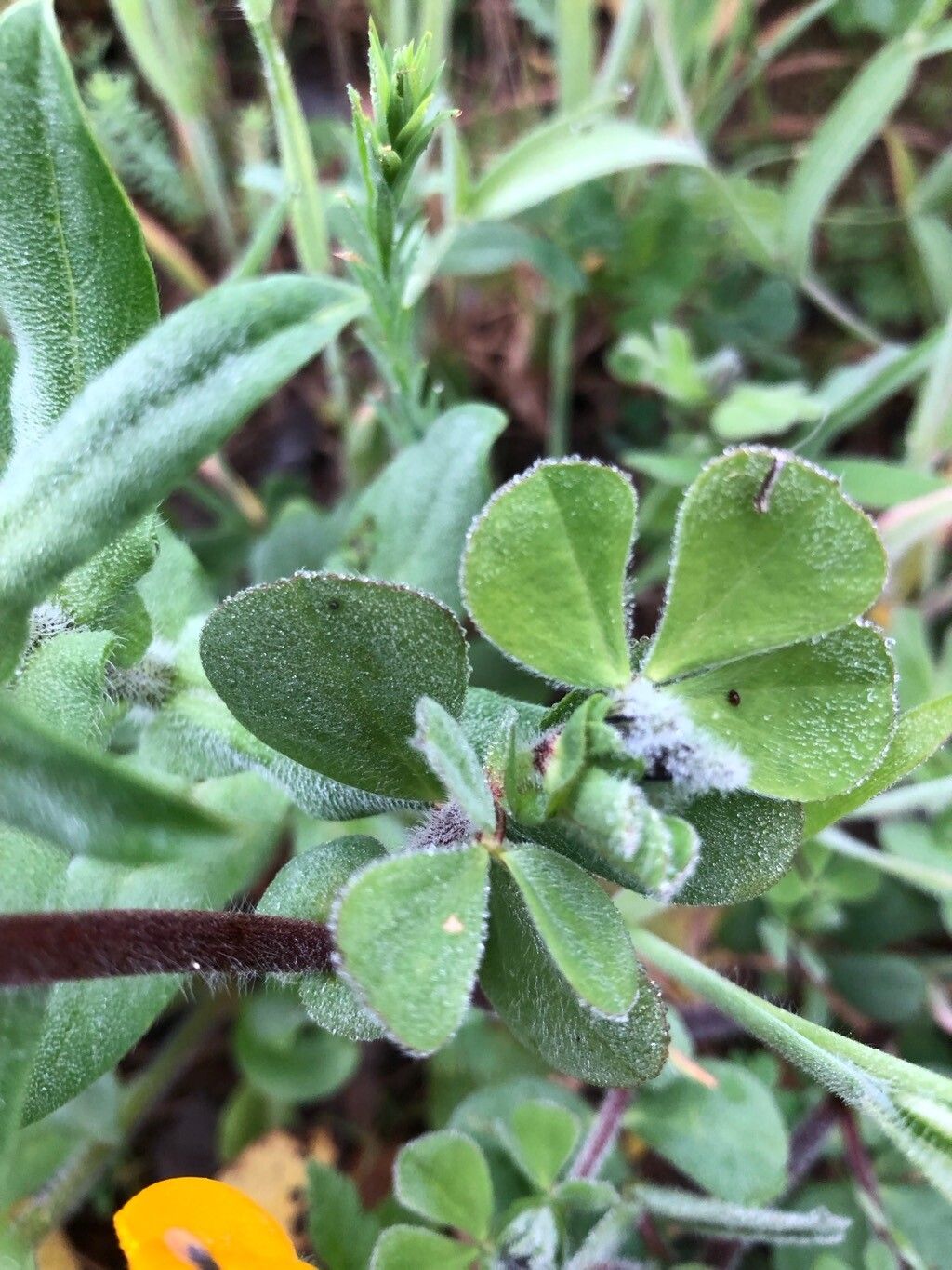 Lotus biflorus — search result for 'Lotus'