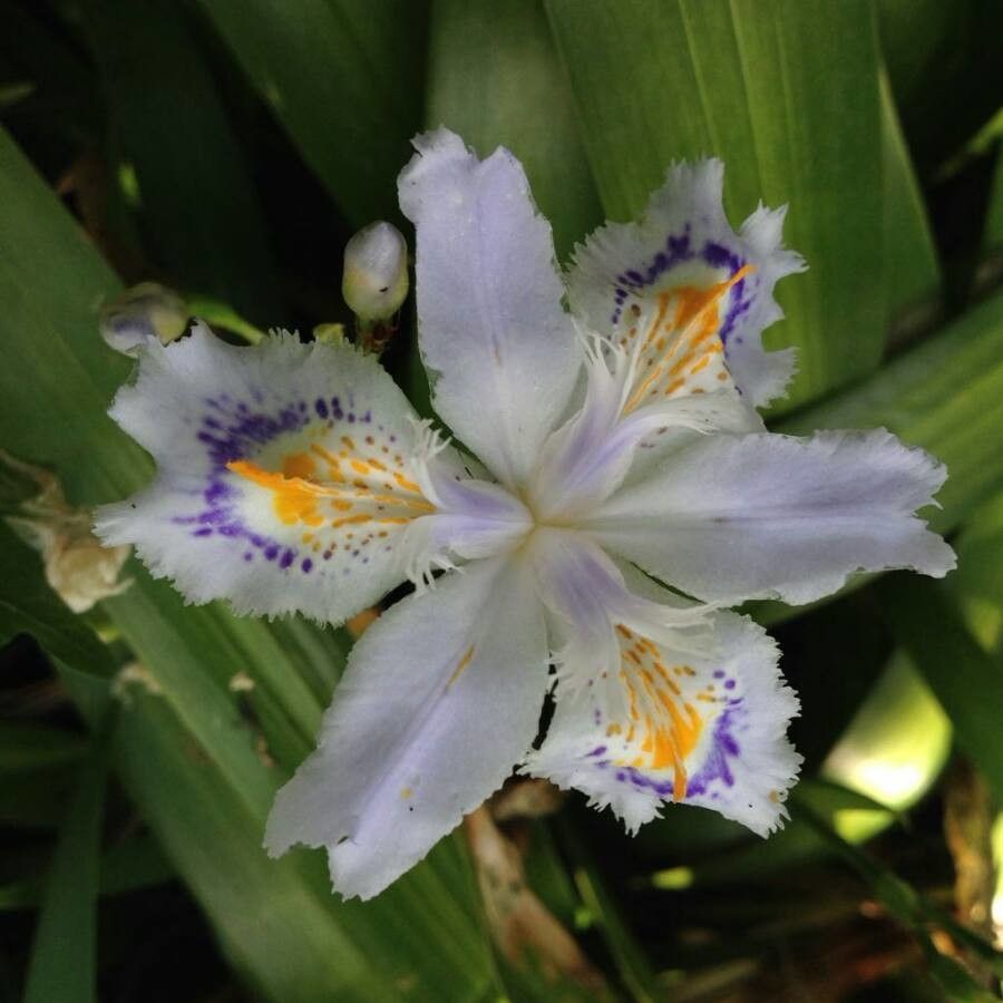 Iris japonica flower