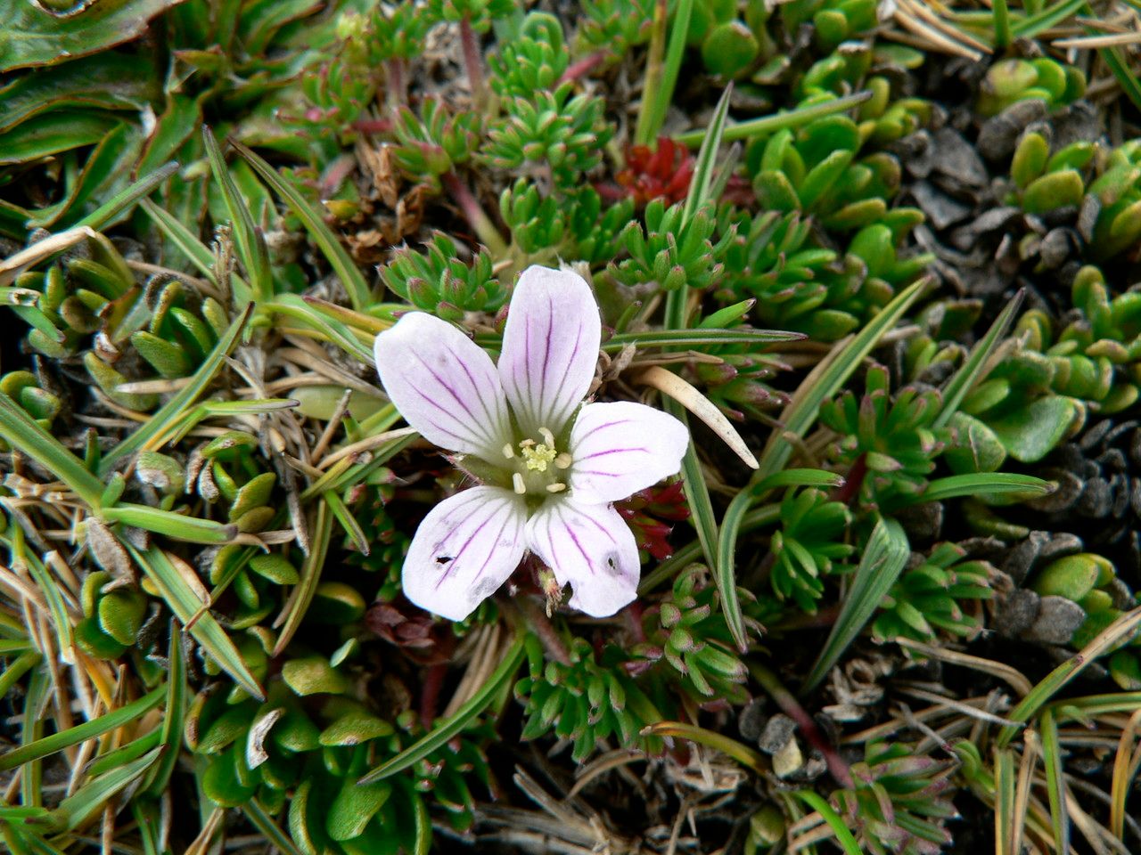Geranium multipartitum flower
