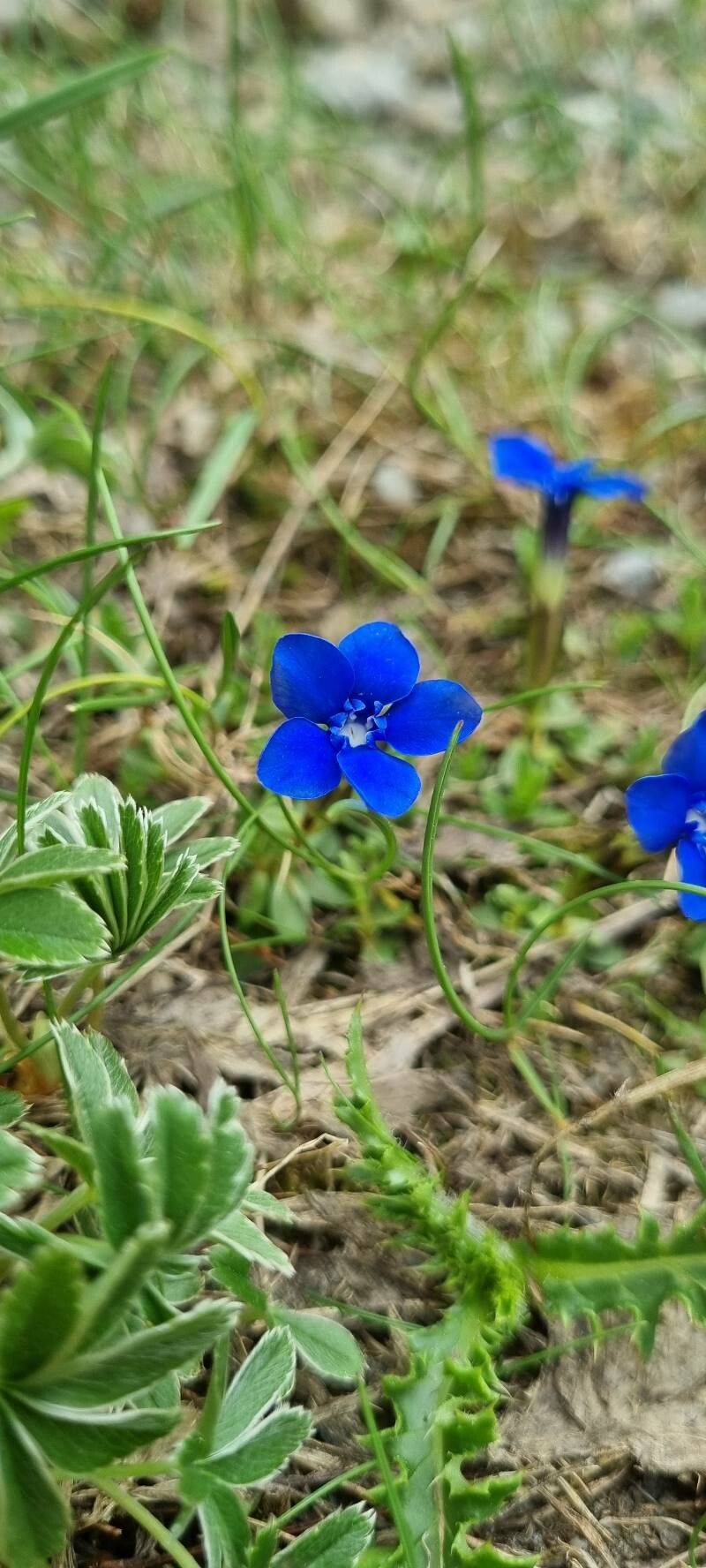 Gentiana pumila habit