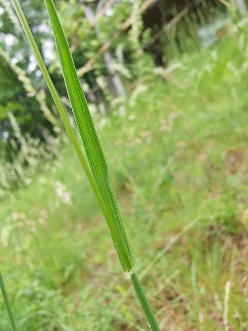 Koeleria pyramidata leaf