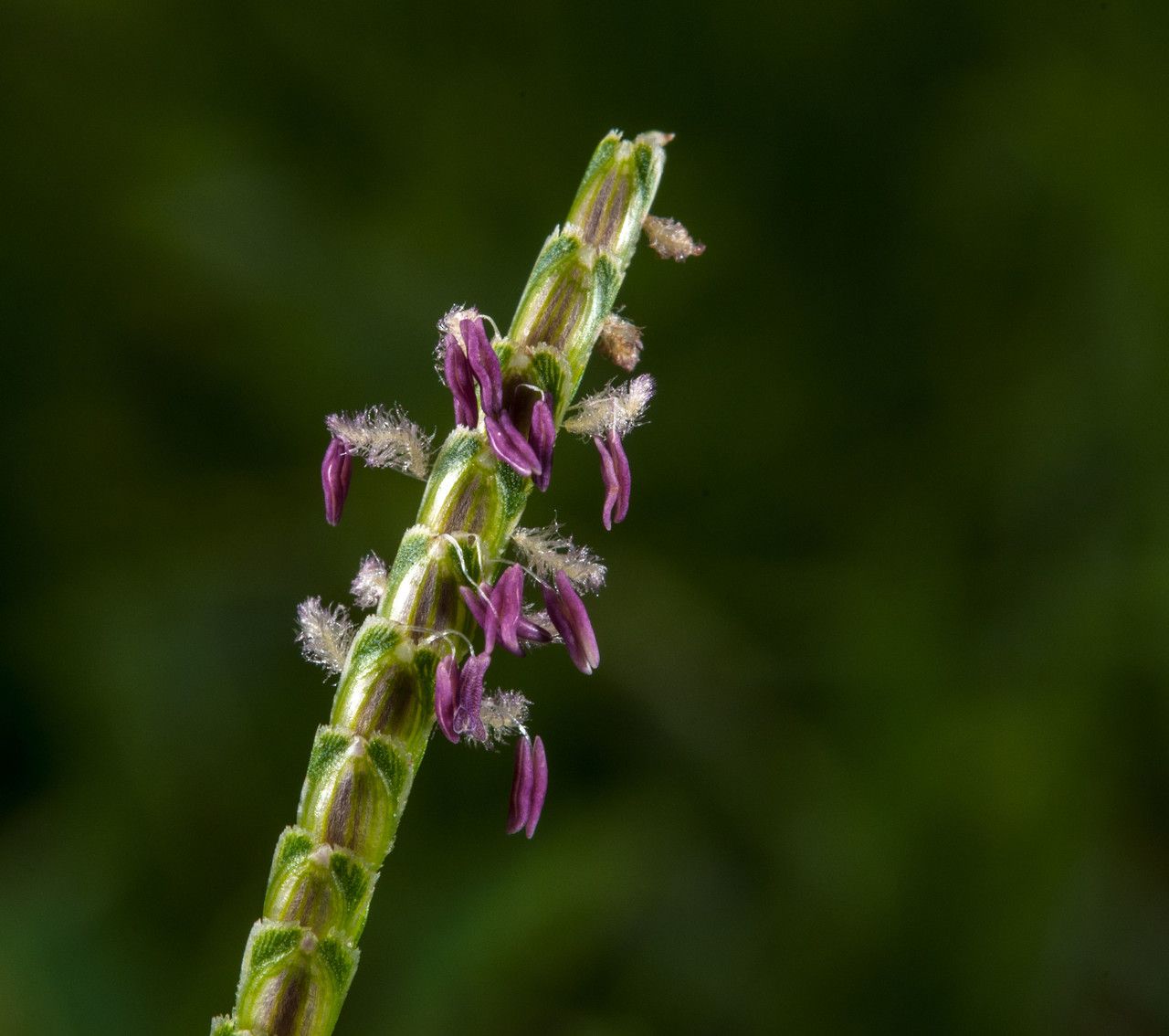 Eremochloa ophiuroides flower