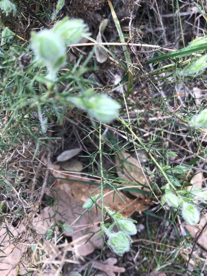 Genista provincialis flower