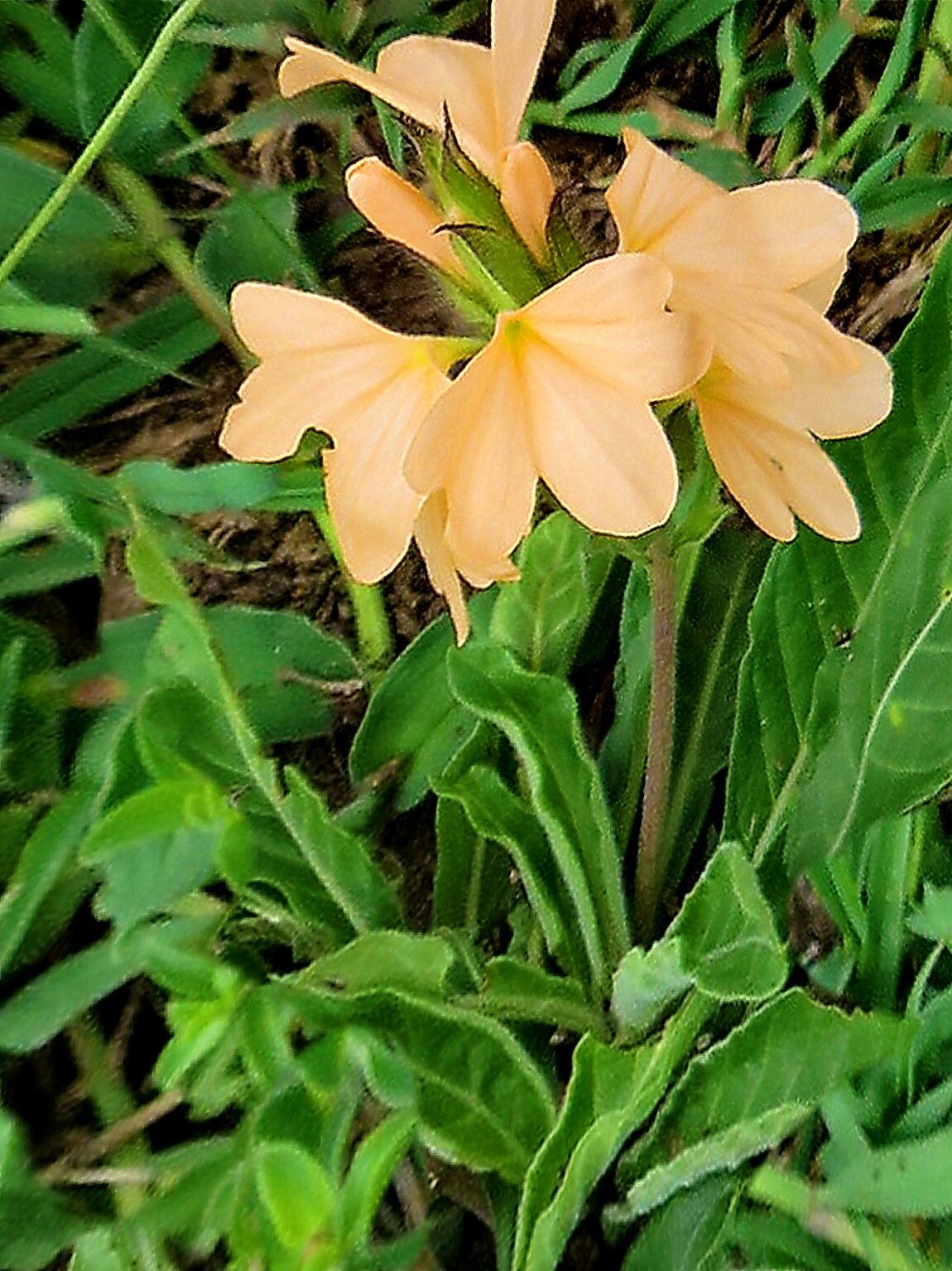 Crossandra subacaulis — search result for 'Crossandra'