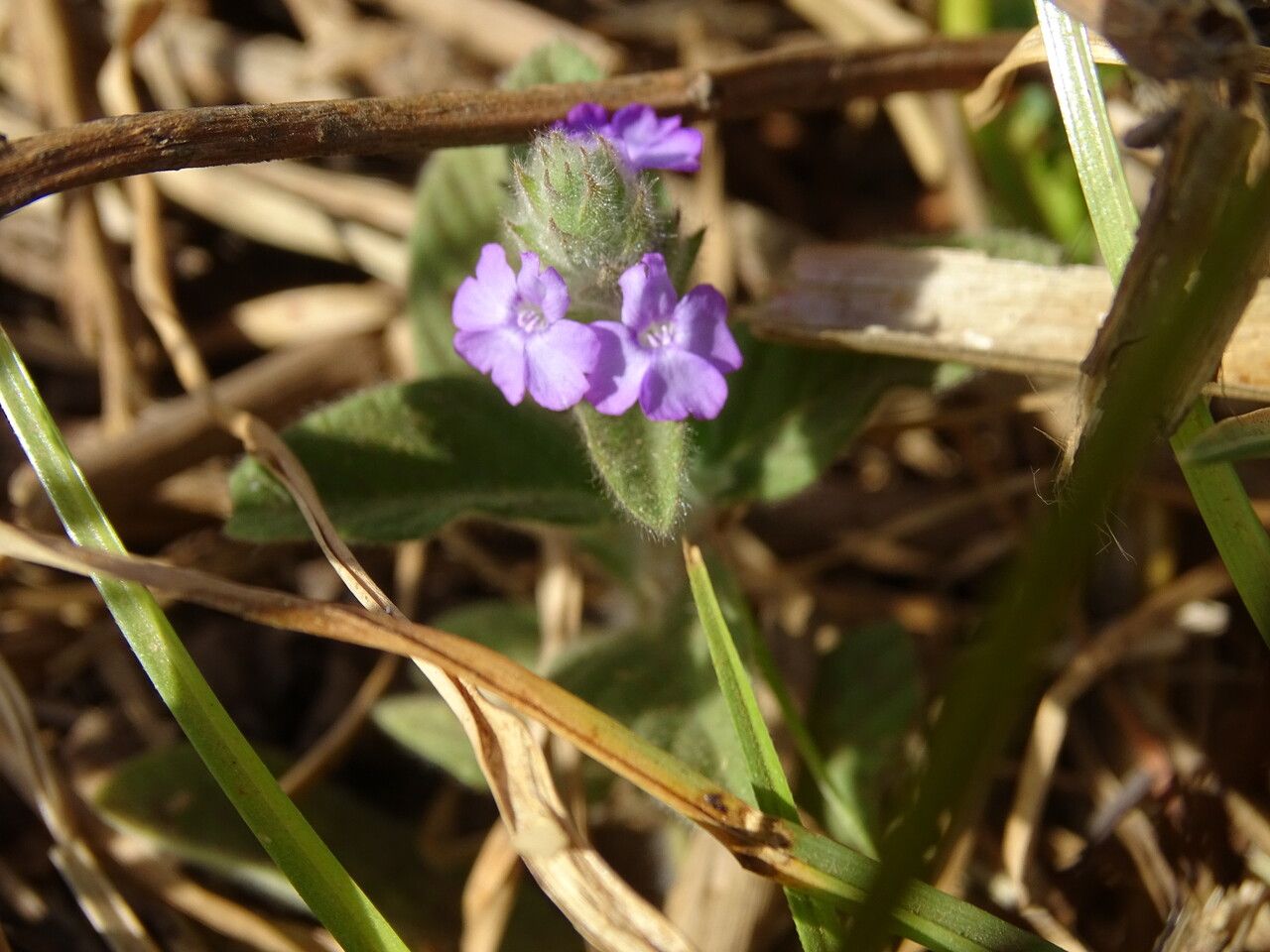 Nelsonia canescens flower