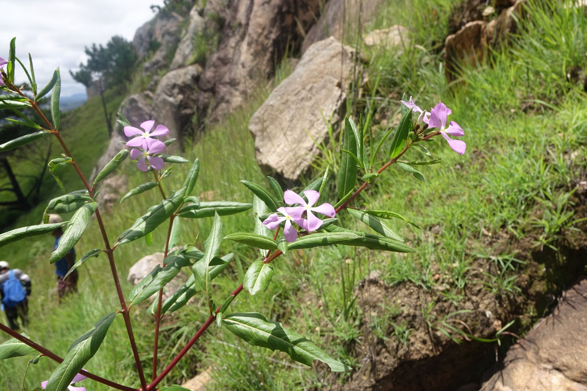 Catharanthus longifolius