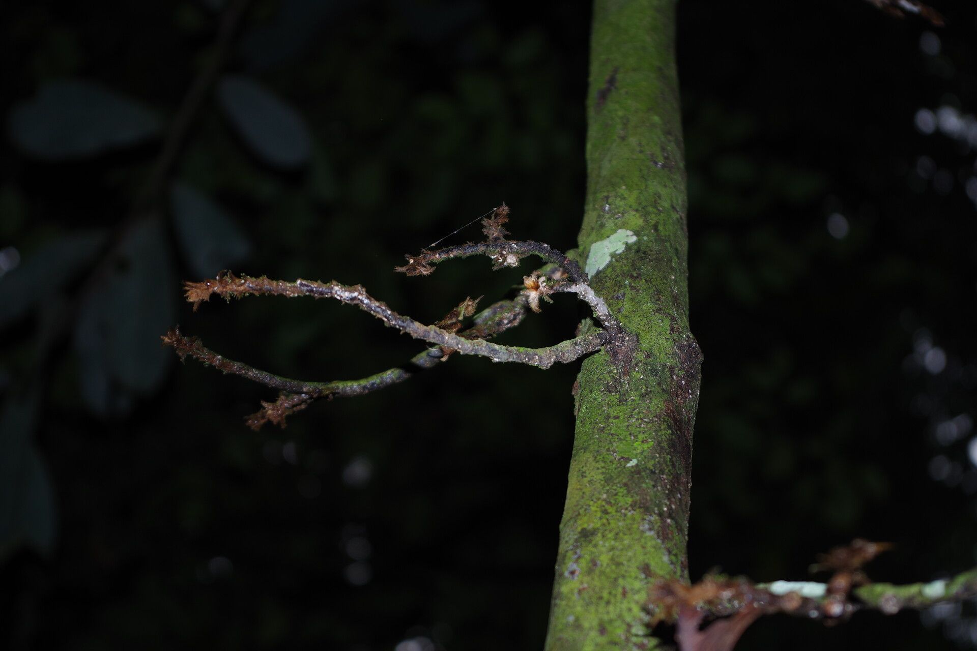 Piptostigma pilosum bark