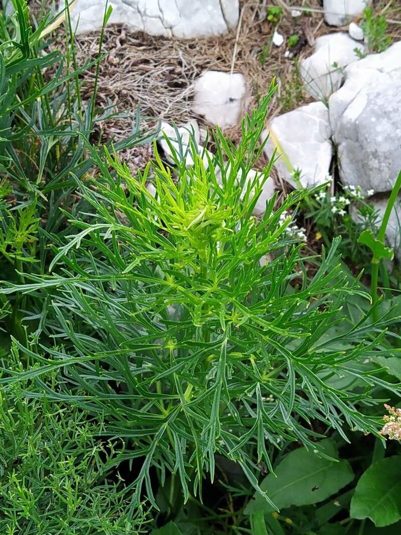 Aconitum angustifolium — related species from the same genus