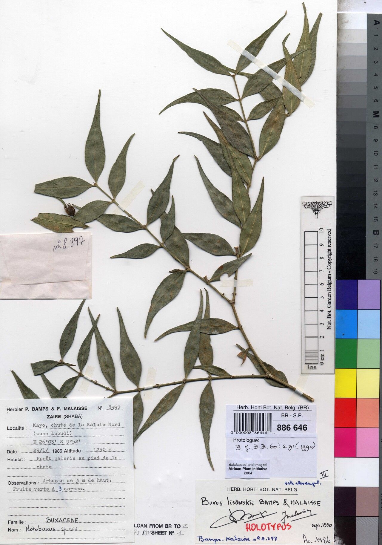 Buxus lisowskii — houseplant care guide