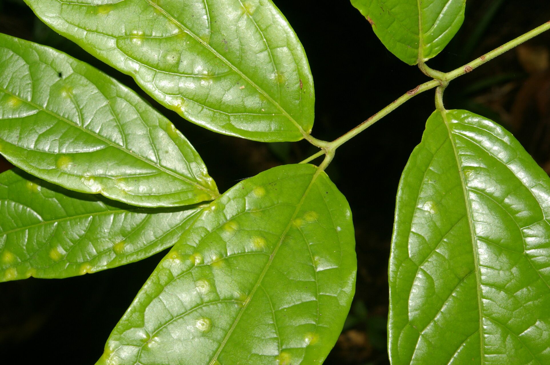 Tetrapterys styloptera — houseplant care guide