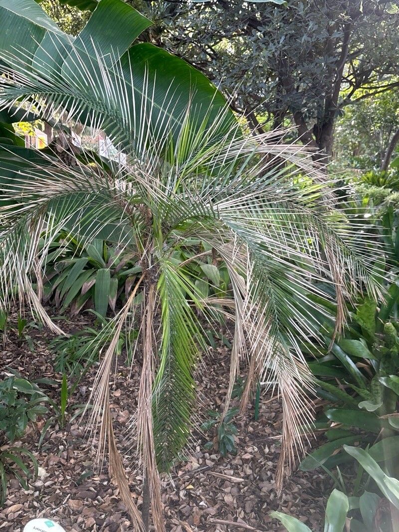 Syagrus insignis — houseplant care guide