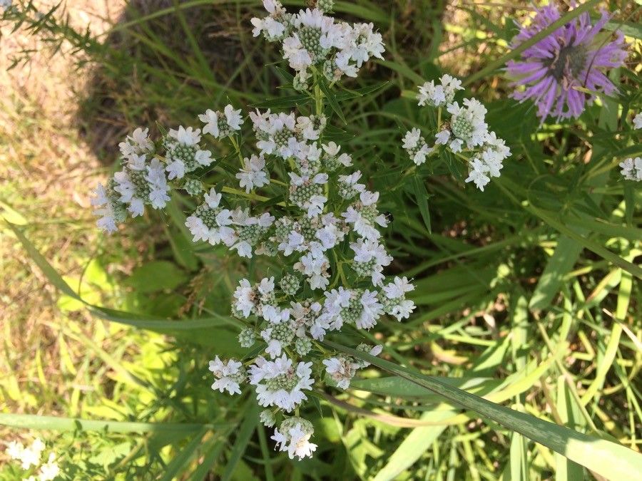 Pycnanthemum virginianum flower