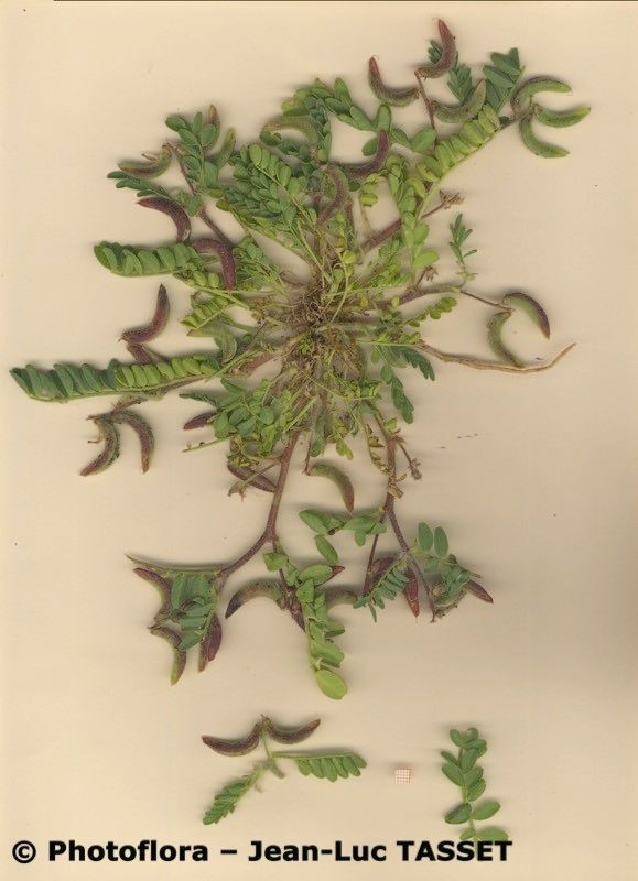 Astragalus longidentatus habit