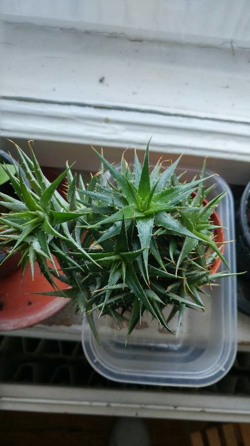 Deuterocohnia lotteae leaf