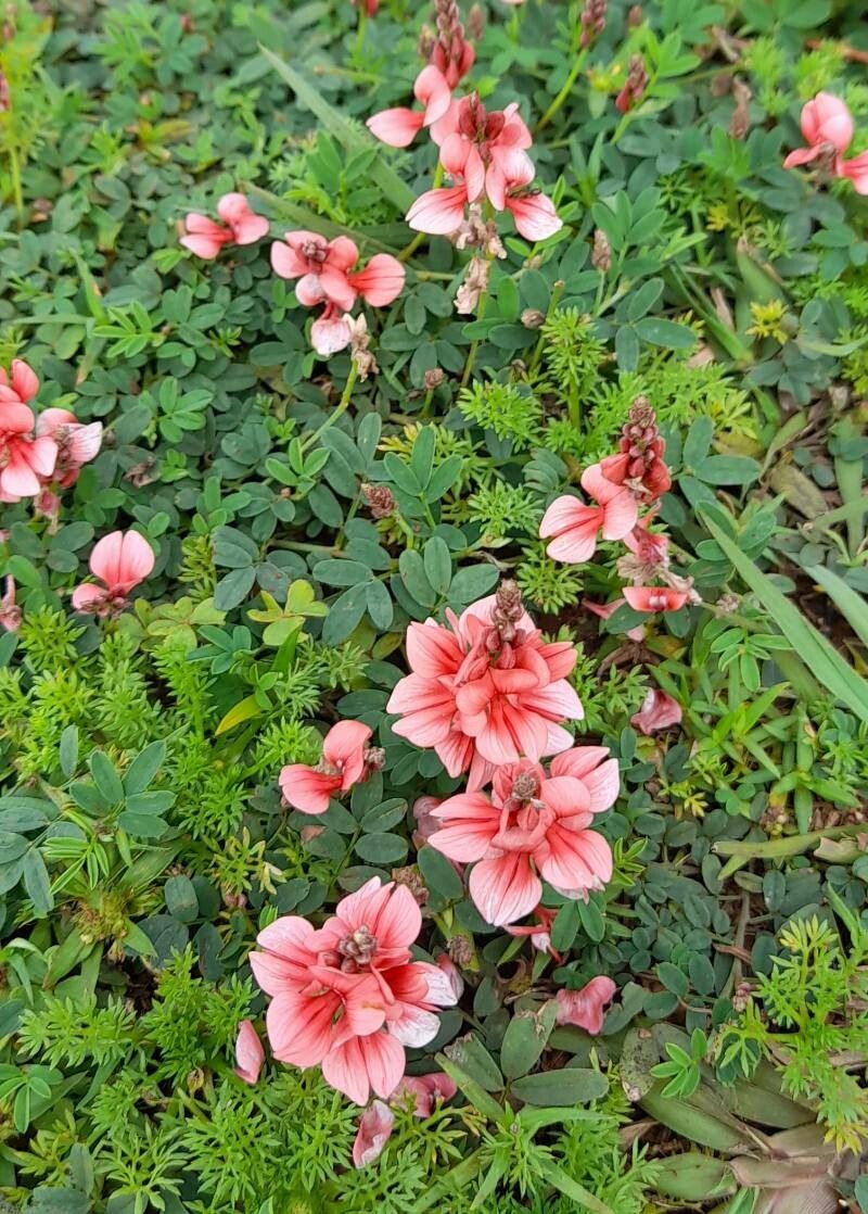 Indigofera campestris habit