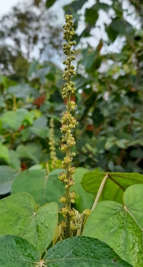 Croton urucurana flower