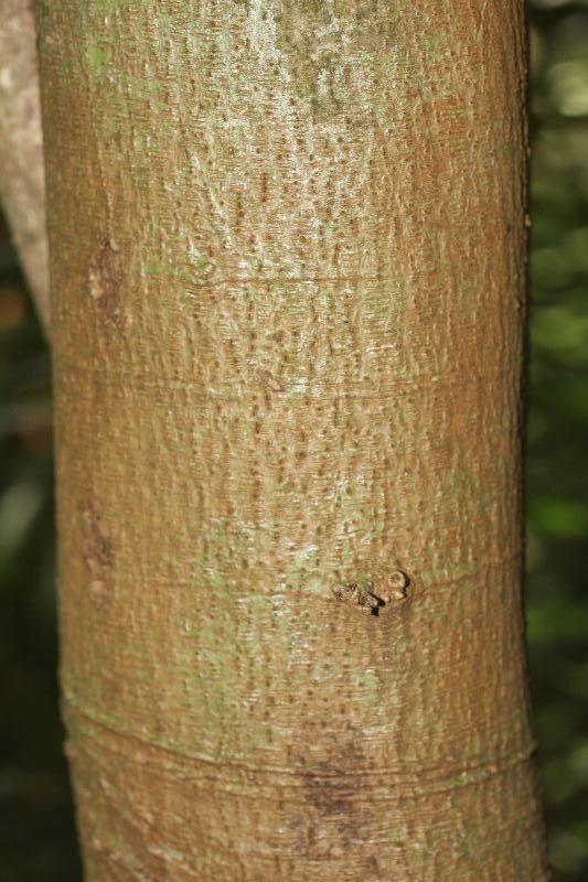 Annona foetida bark