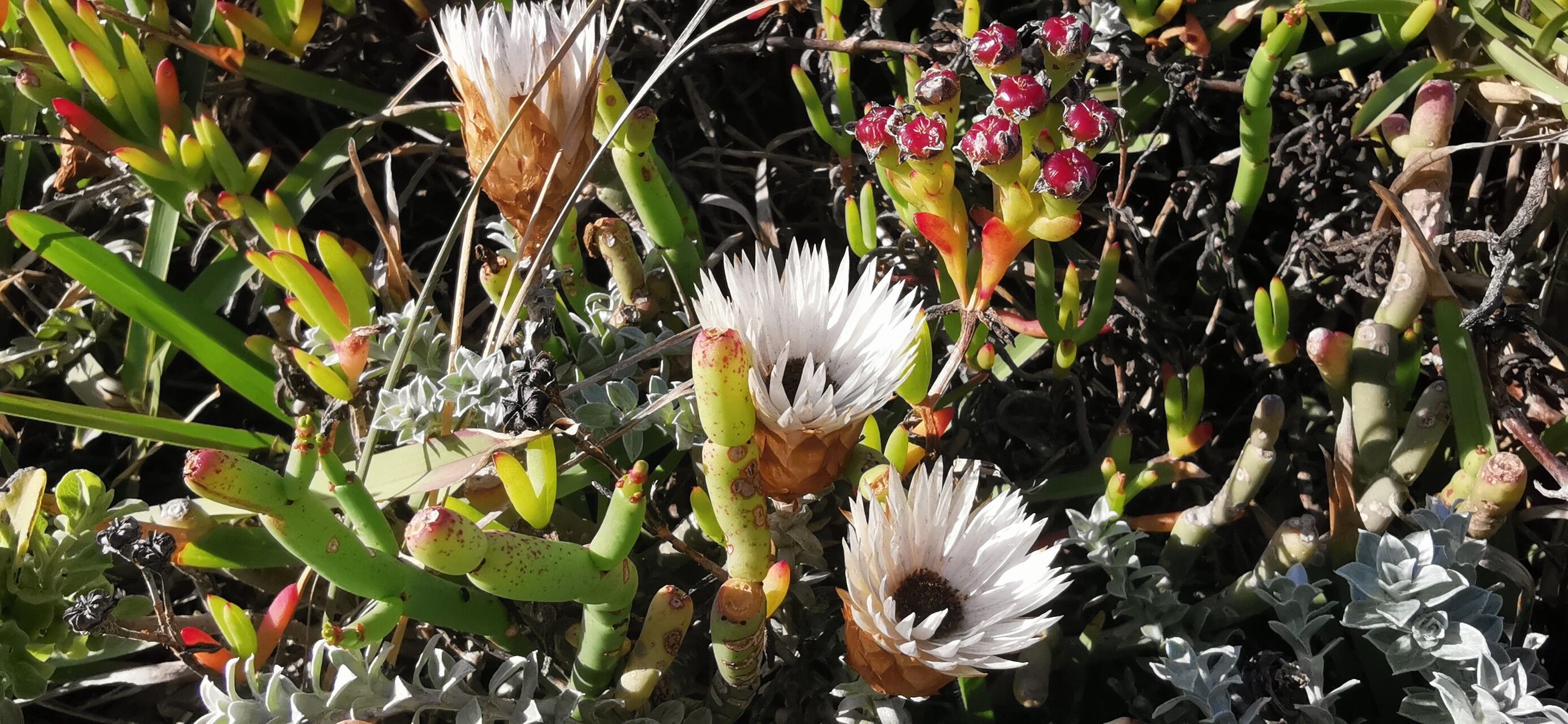 Helichrysum milfordiae flower