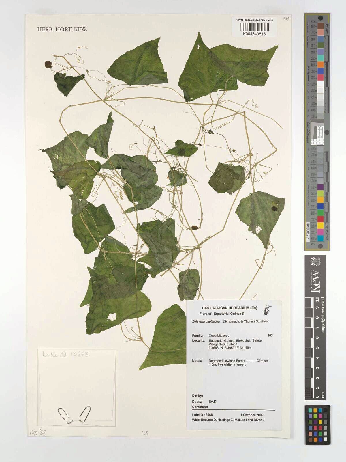 Zehneria capillacea — related species from the same genus