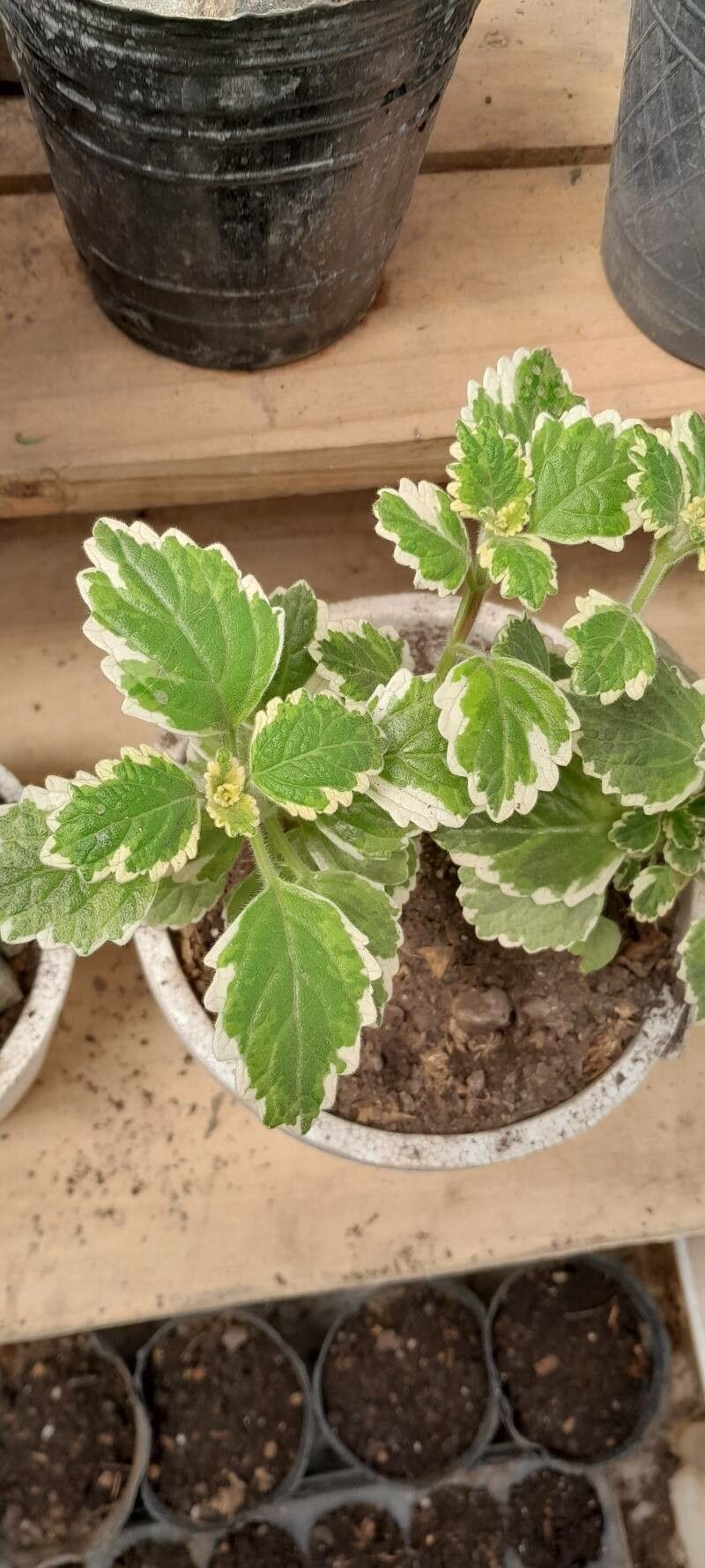 Coleus forsteri — search result for 'Coleus'