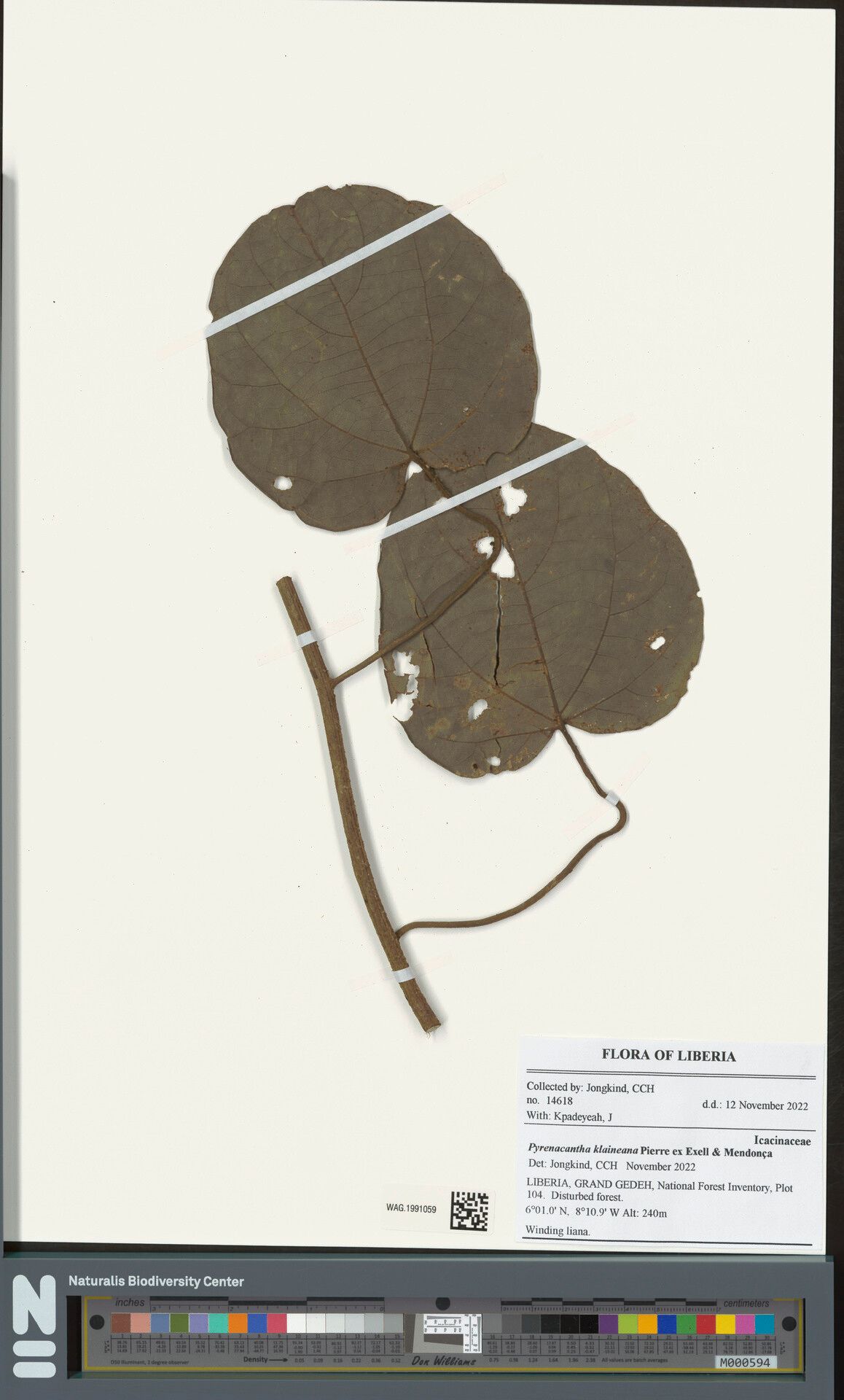 Pyrenacantha klaineana — houseplant care guide