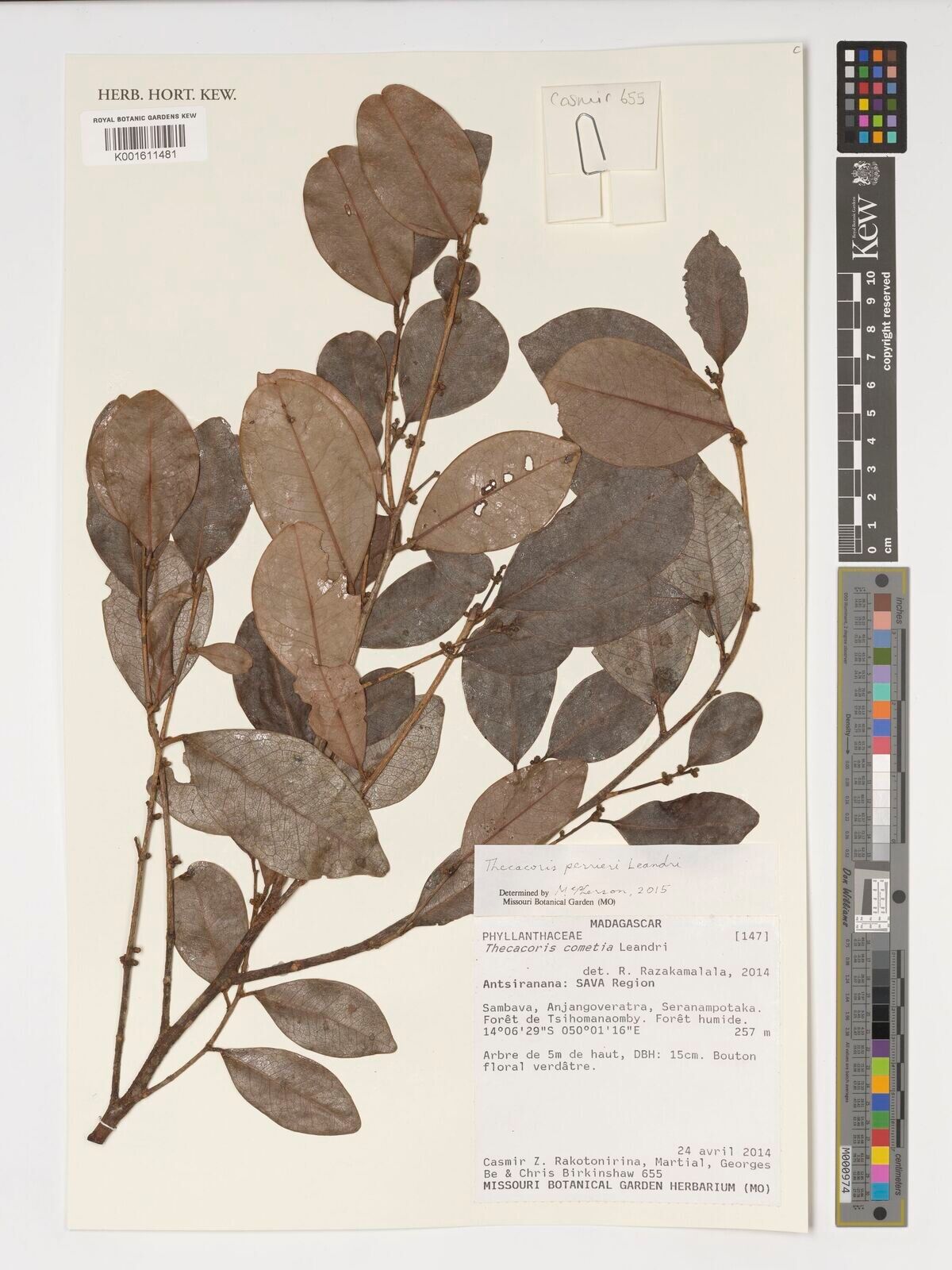 Drypetes perrieri — houseplant care guide