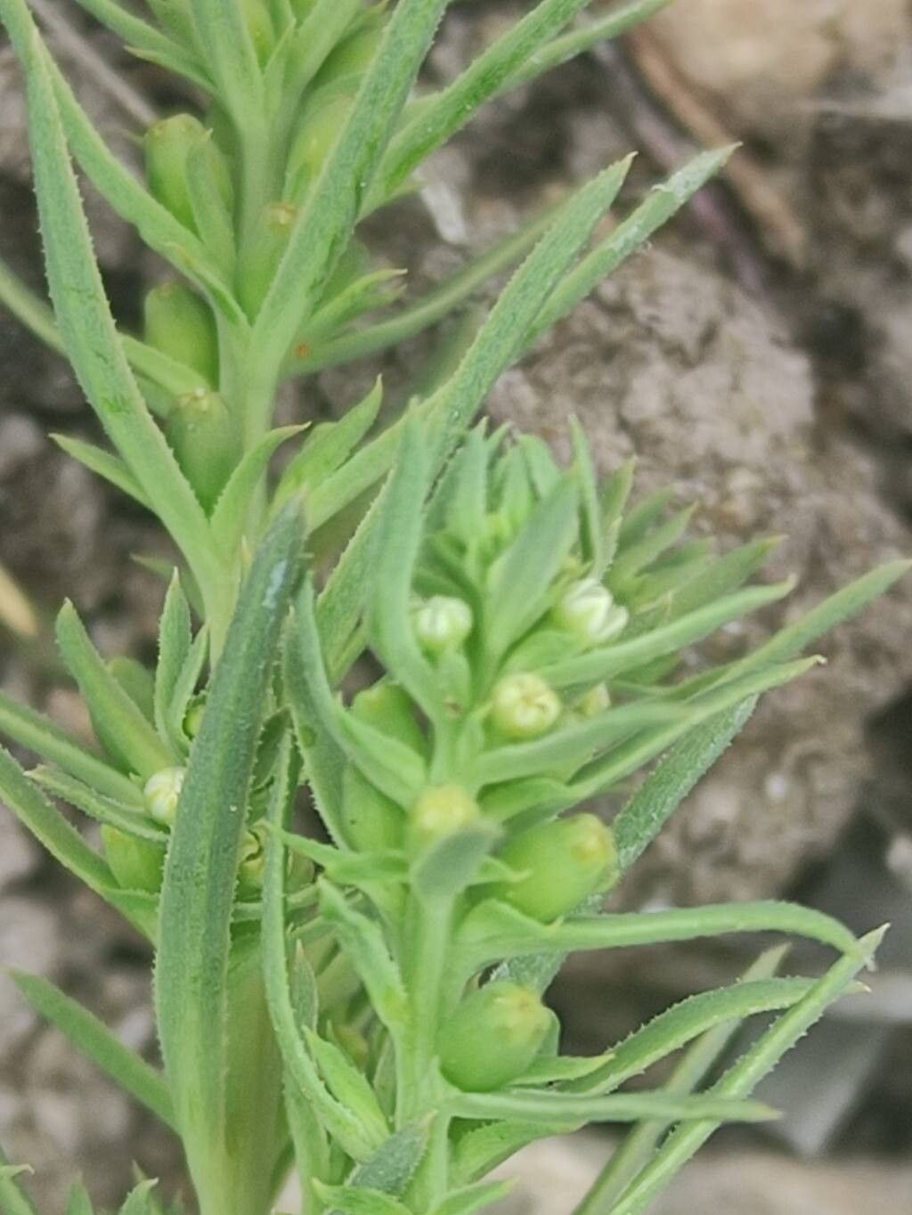 Thesium humile flower