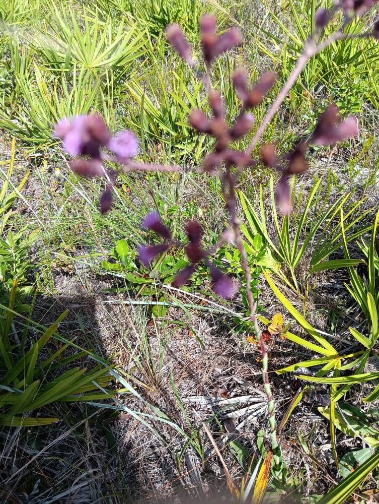 Liatris elegantula — search result for 'Liatris'