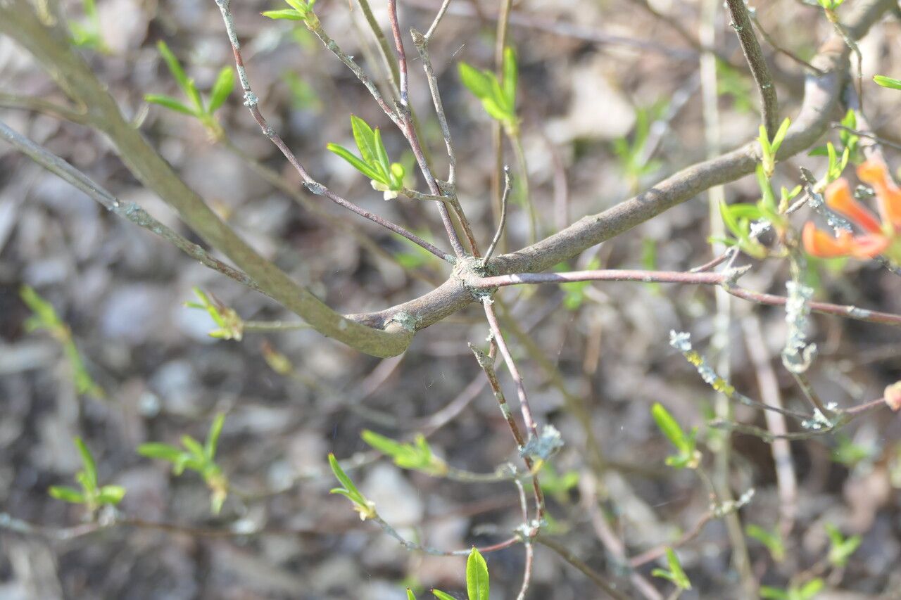 Rhododendron austrinum bark
