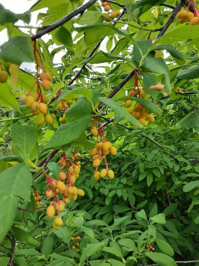 Oemleria cerasiformis fruit