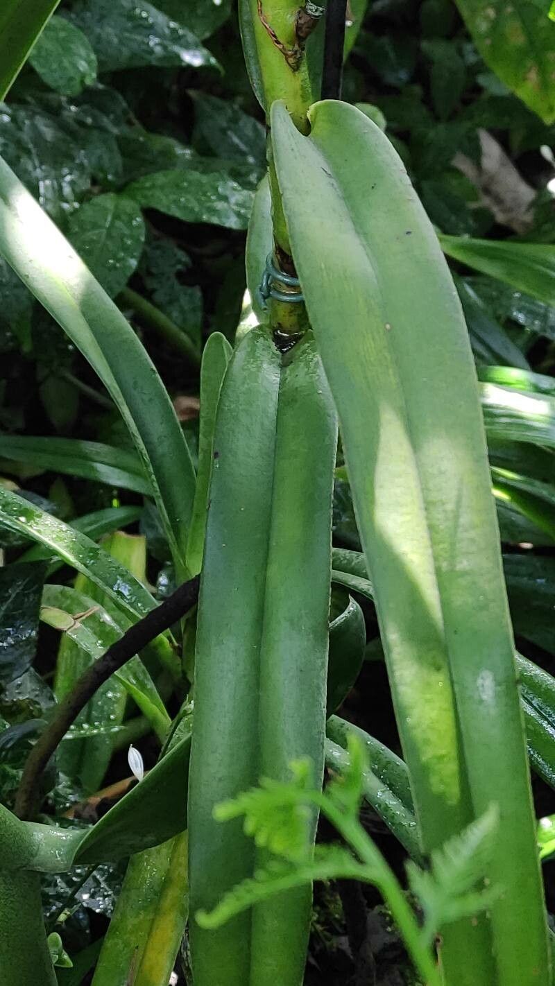 Angraecum eburneum — search result for 'Kenya'