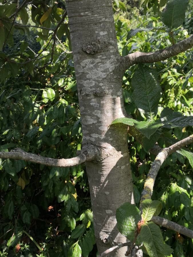 Quercus rysophylla bark
