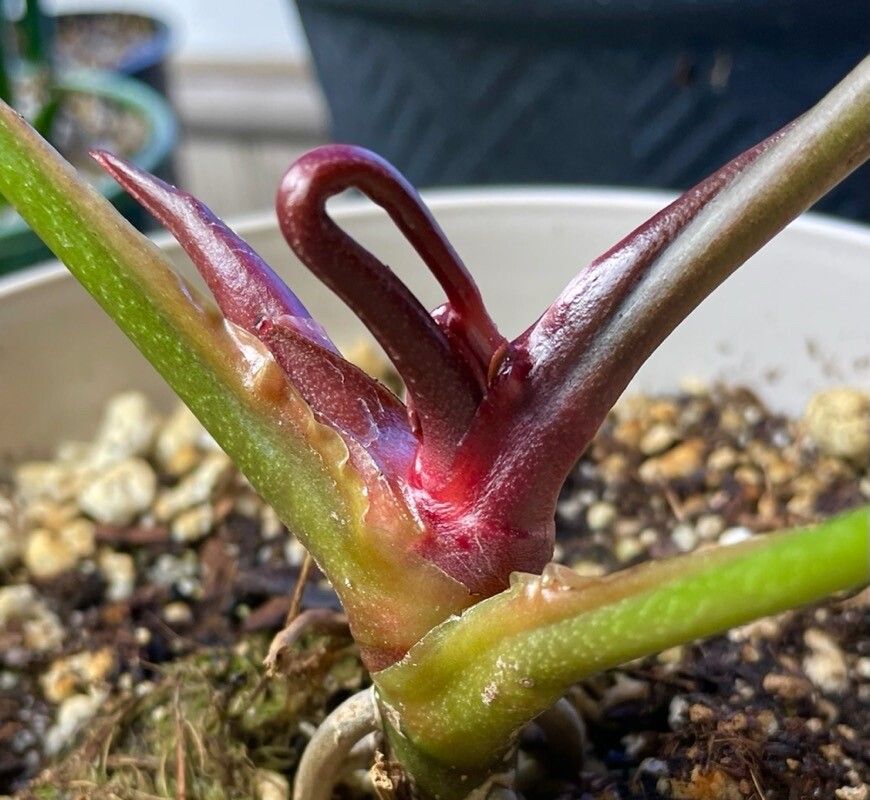Anthurium crystallinum other