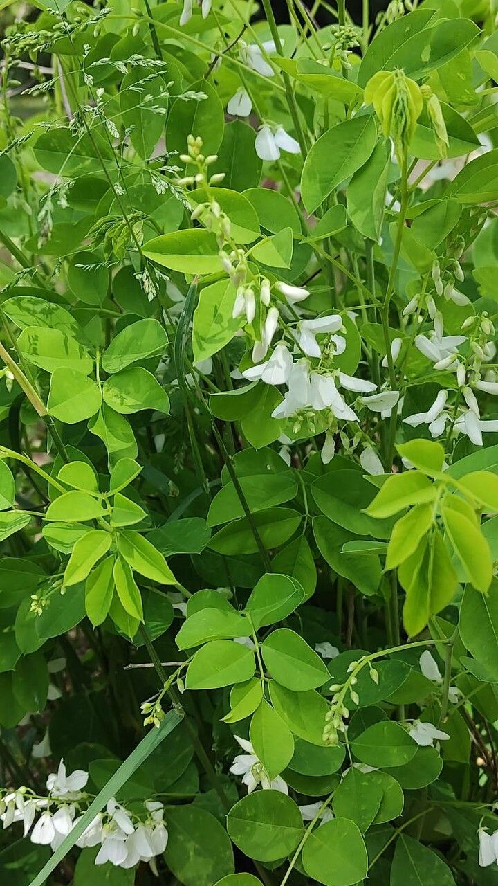 Indigofera incarnata habit