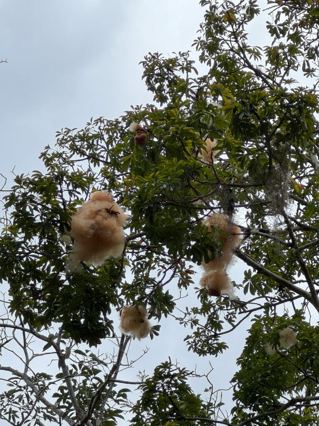 Pachira endecaphylla — houseplant care guide