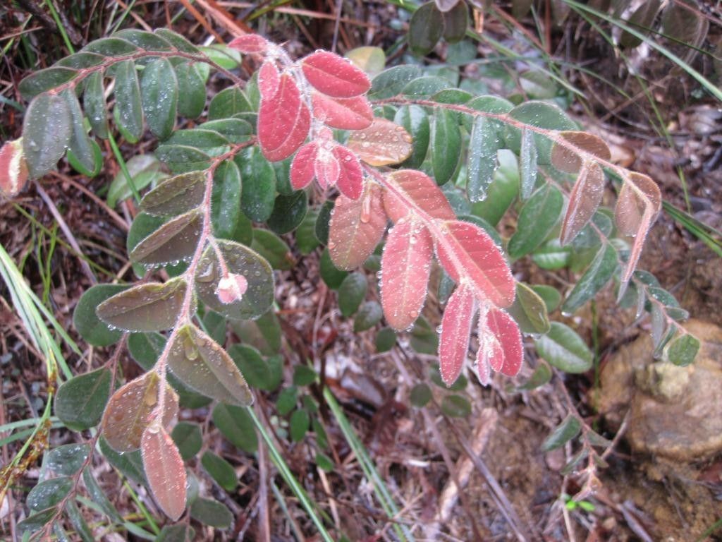 Phyllanthus avanguiensis habit