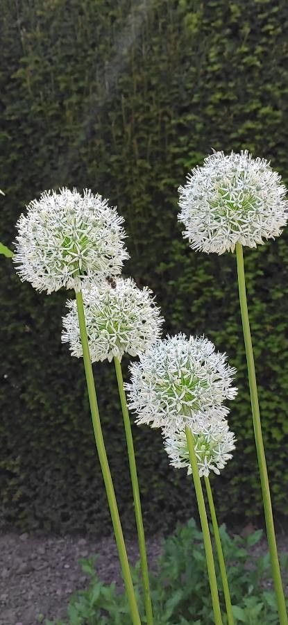 Allium victorialis flower