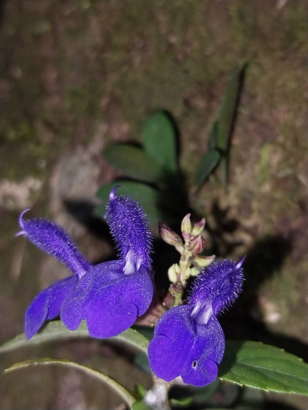 Salvia pteroura flower