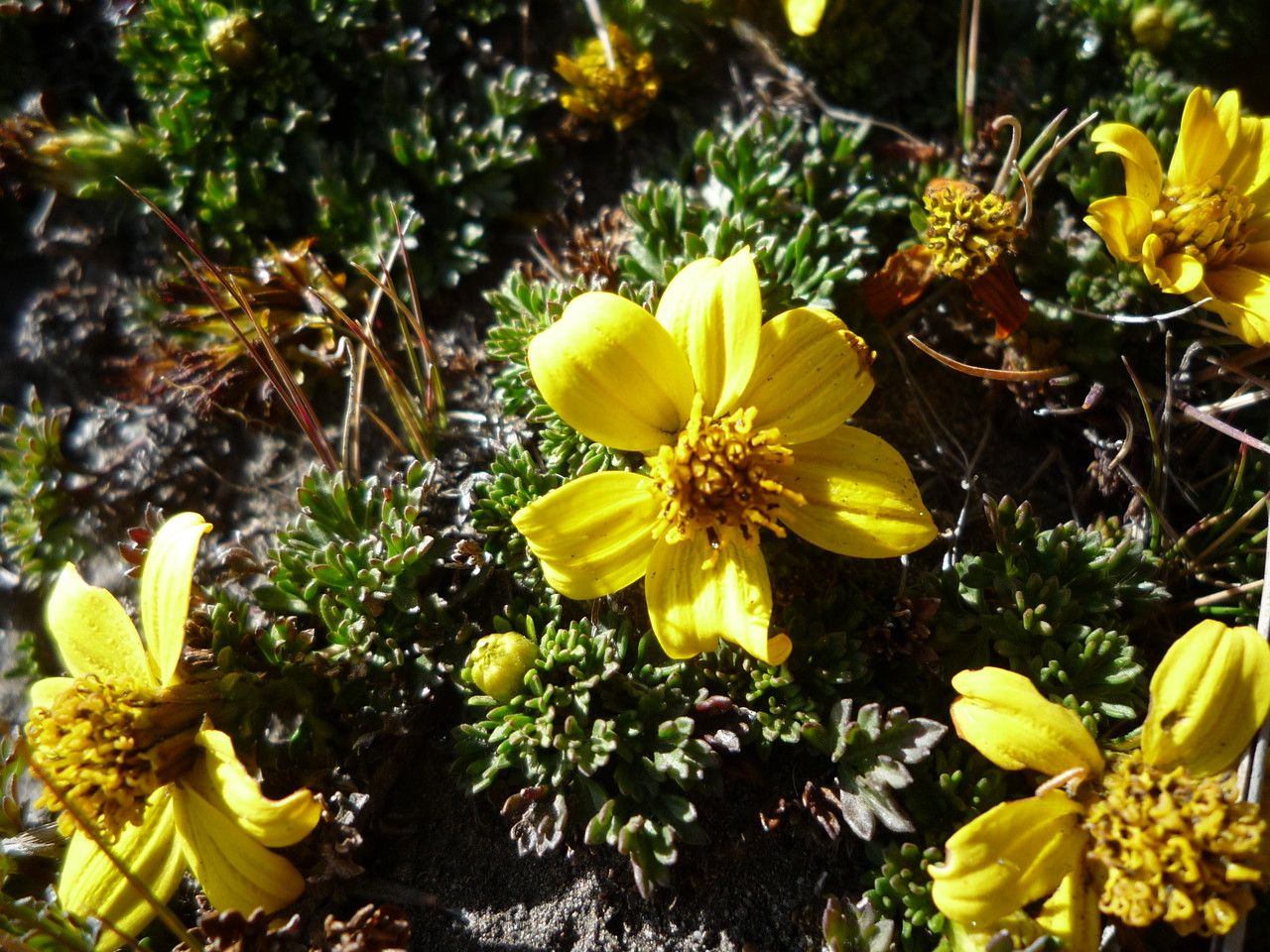 Bidens andicola flower