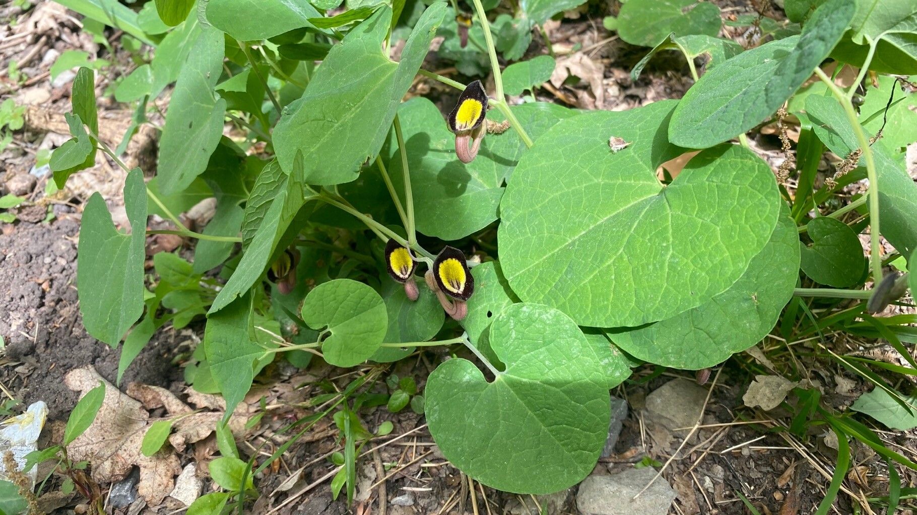 Aristolochia steupii habit