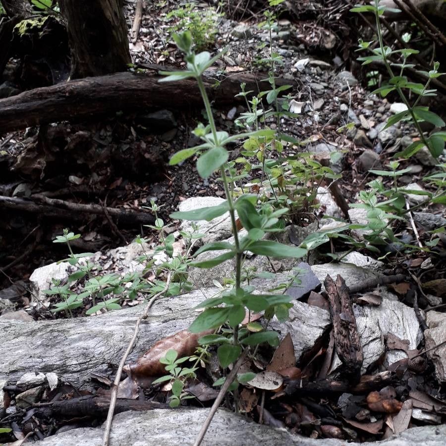 Galium scabrum habit