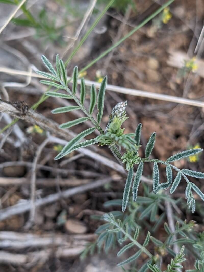 Astragalus schmolliae — houseplant care guide