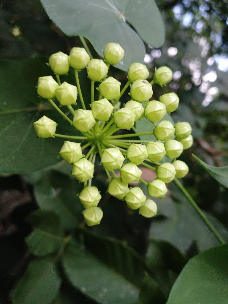 Funastrum bilobum other