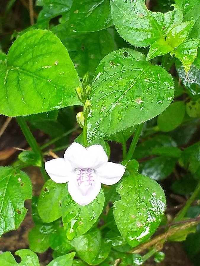 Asystasia pinguifolia flower