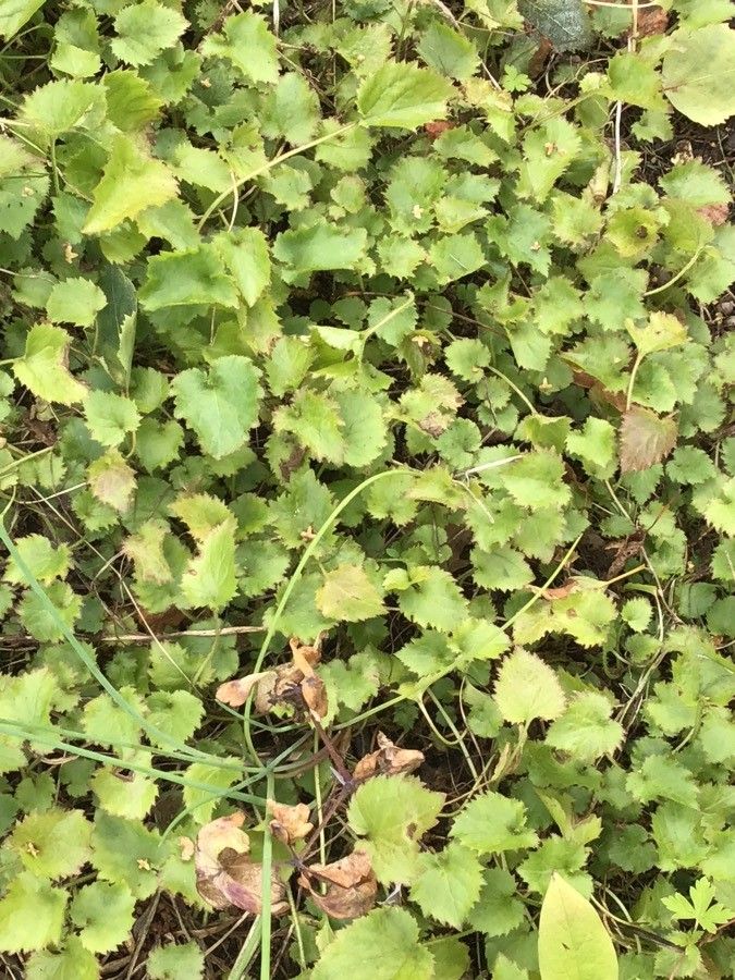 Campanula fenestrellata — houseplant care guide