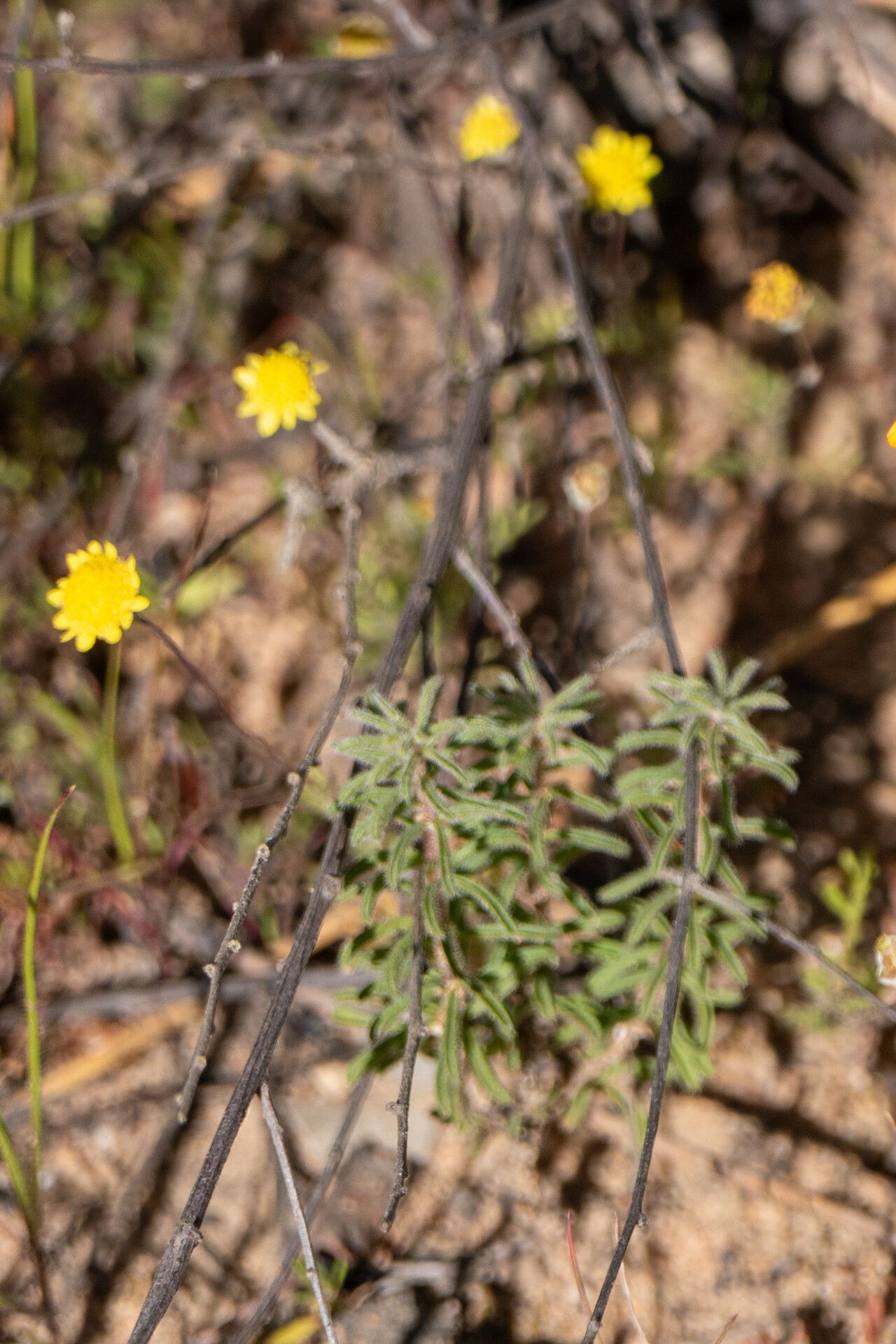 Cotula pruinosa — houseplant care guide