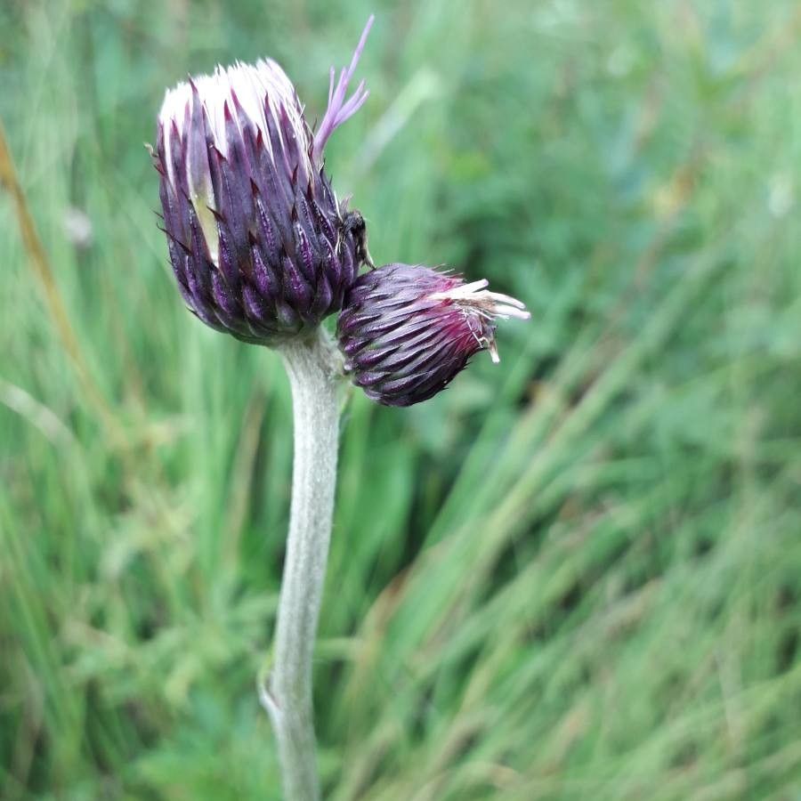Cirsium rivulare fruit